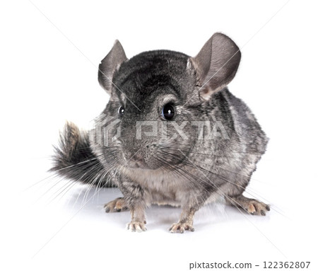 Chinchilla in studio Chinchilla in studio 122362807