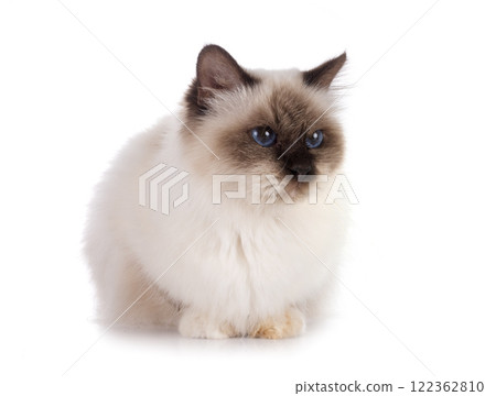 birman cat in studio birman cat in studio 122362810