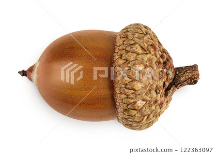 Brown acorn oak nut isolated on white background. Top view. Flat lay 122363097