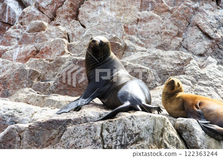 Sea lions fighting for a rock in the peruvian coast at Ballestas islands Peru Sea lions fighting for a rock in the peruvian coast at Ballestas islands Peru 122363244