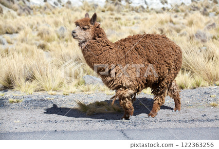 lamas in Andes,Mountains, Peru lamas in Andes,Mountains, Peru 122363256