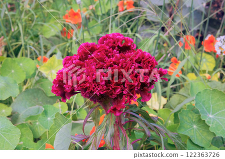 Celosia cristata is growing in garden. Perennial ornamental plant. Red flower blooming in meadow. Cottage garden Celosia cristata is growing in garden. Perennial ornamental plant. Red flower blooming in meadow. Cottage garden 122363726