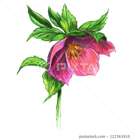 Colored pencil drawing of Christmas rose with lush green leaves Colored pencil drawing of Christmas rose with lush green leaves 122363910