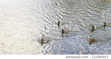 Close up shot of the ducks in the pond Close up shot of the ducks in the pond 122364951
