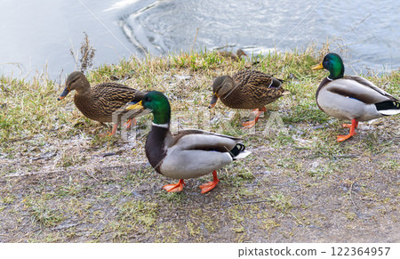 Close up shot of the ducks in the pond Close up shot of the ducks in the pond 122364957