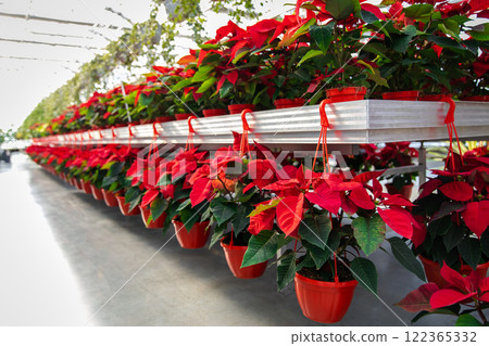 Many beautiful potted plants with red leaves in a row Many beautiful potted plants with red leaves in a row 122365332