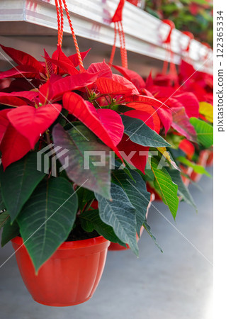 Many beautiful potted plants with red leaves in a row Many beautiful potted plants with red leaves in a row 122365334