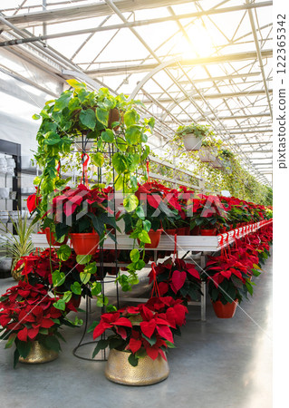 Bright potted flowers in a beautiful flower exposition Bright potted flowers in a beautiful flower exposition 122365342