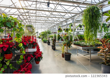 Bright potted flowers in a beautiful flower exposition Bright potted flowers in a beautiful flower exposition 122365343
