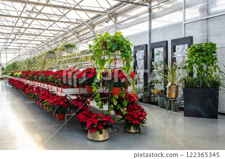 Bright potted flowers in a beautiful flower exposition Bright potted flowers in a beautiful flower exposition 122365345