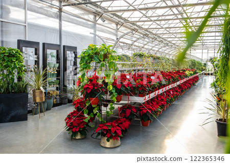 Bright potted flowers in a beautiful flower exposition Bright potted flowers in a beautiful flower exposition 122365346