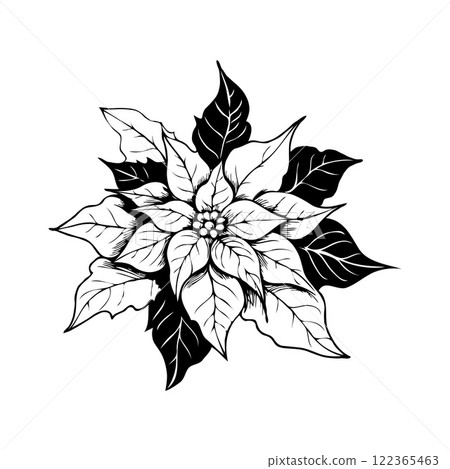 A black and white drawing Christmas flower poinsettia on white background. Vector 122365463