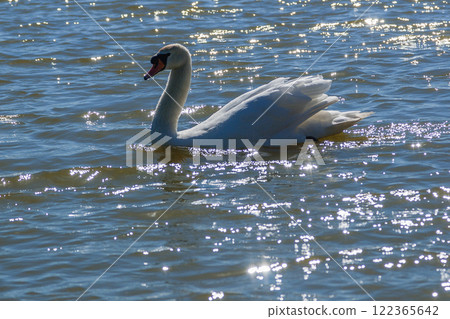 Beautiful swan floats on the lake 122365642