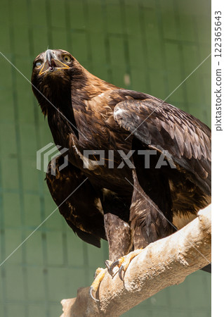 Falcon (hawk) sits on a tree 122365643