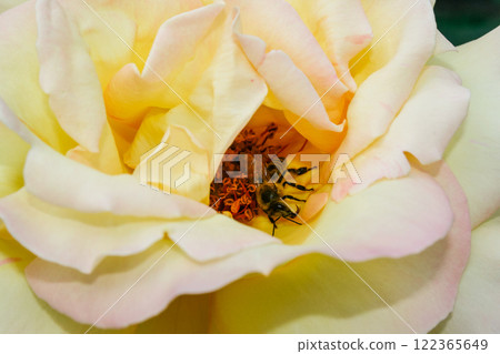 Flowering summer rose in bud Flowering summer rose in bud 122365649