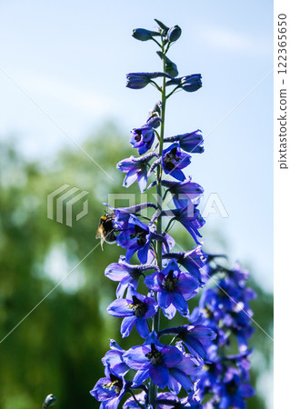 Bumblebee on a violet field flower in search of something tasty Bumblebee on a violet field flower in search of something tasty 122365650