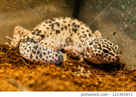 Exotic reptile eublepharis animal 122365651