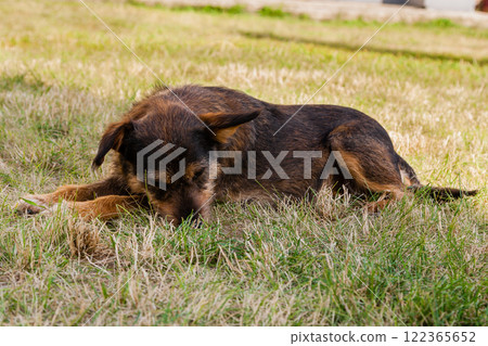 Old dog posing and resting on the grass close-up 122365652