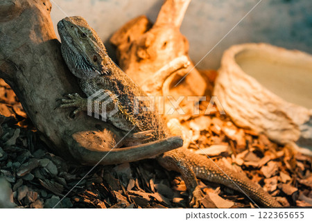 The bearded agama sits on a snag 122365655