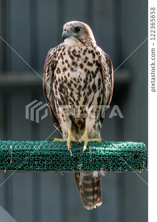 Beautiful falcon 122365658