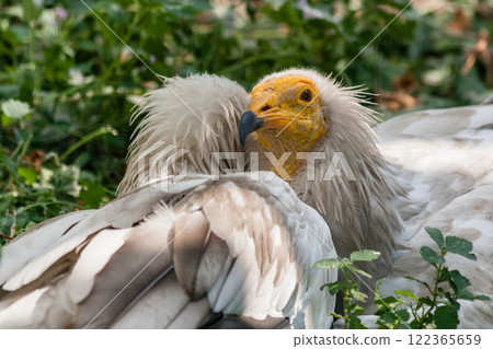 Common vulture (Neophron percnopterus) 122365659