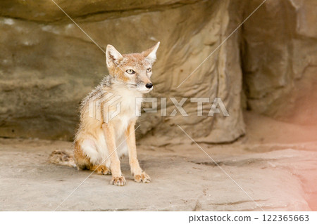 Little fox is sitting close up 122365663