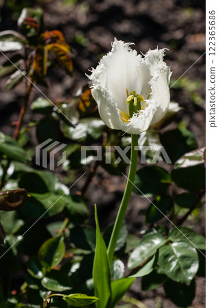 Macro of spring white tulips 122365686