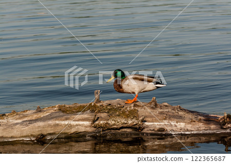 Drake sit on a log Drake sit on a log 122365687