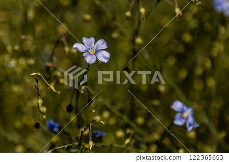 Field of lilac field flowers 122365693