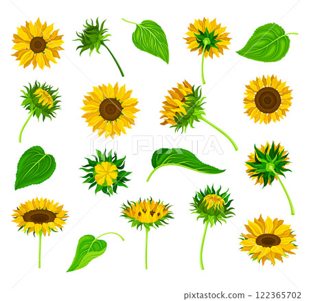 Sunflower Field Crop with Stem and Leaf Vector Set 122365702