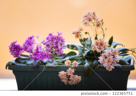 pink and purple flowers on the window sill 122365751