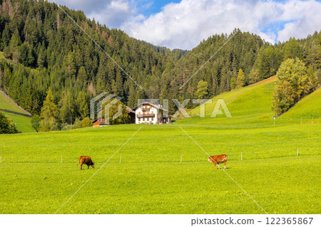 Cow eating grass on a green pasture Cow eating grass on a green pasture 122365867