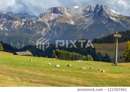Cows eating grass on a green pasture Cows eating grass on a green pasture 122365962
