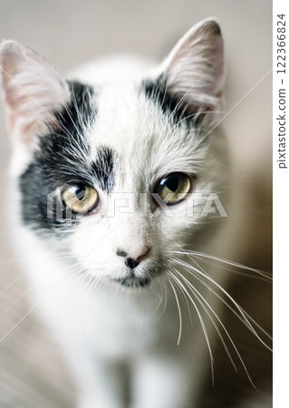 Cat looking forward. Domestic cat eyes portrait Cat looking forward. Domestic cat eyes portrait 122366824