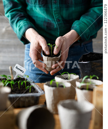 A gardener plants pepper seedlings in peat cups A gardener plants pepper seedlings in peat cups 122366879