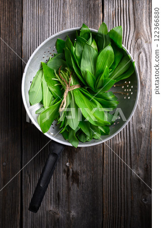 Bear's wild garlic bunch in metal colander 122366880
