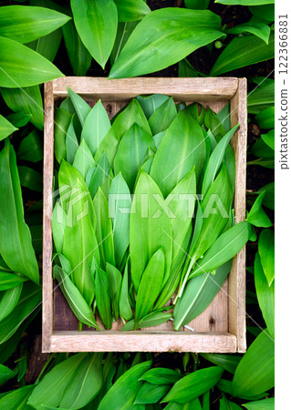 Bear's wild garlic leaves in wooden box Bear's wild garlic leaves in wooden box 122366881