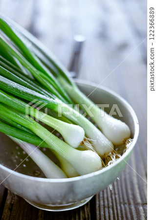 Bunch of young onion sprouts placed in a metal colander 122366889