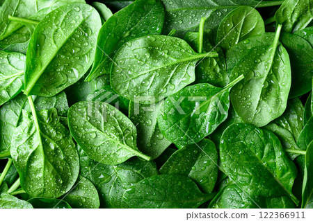 Fresh green spinach leaves with water drops Fresh green spinach leaves with water drops 122366911