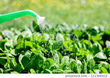 Green watering can and spinach 122366918