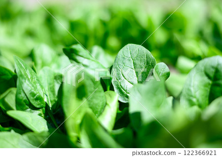 Macro shot of lush green spinach leaves 122366921