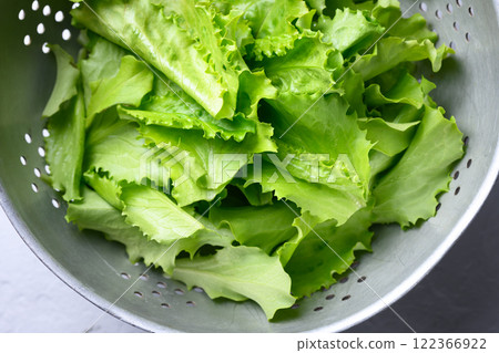 Metal colander with lush green lettuce leaves Metal colander with lush green lettuce leaves 122366922