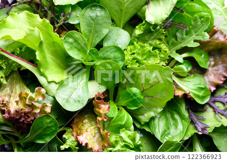 Mix of different salad greens close up Mix of different salad greens close up 122366923