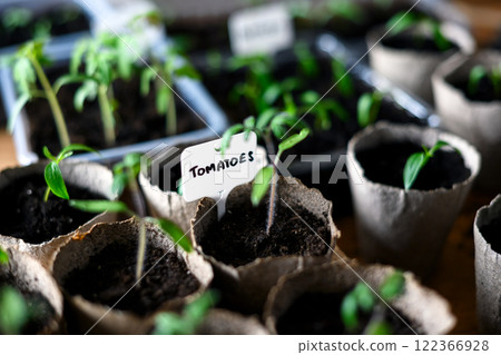 Tomato and pepper seedlings in peat cups Tomato and pepper seedlings in peat cups 122366928