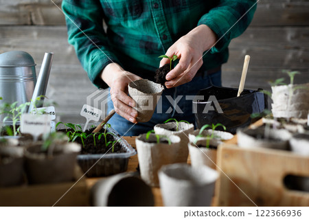 Vegetable gardener transplants tomato and pepper seedlings 122366936