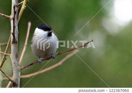 Cute bird The willow tit Cute bird The willow tit 122367060