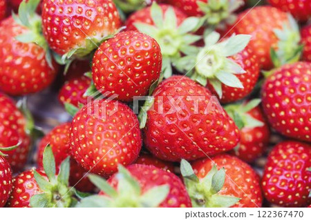 Red strawberry fruit House strawberry strawberry picking Yamamoto Town, Miyagi Prefecture Red strawberry fruit House strawberry strawberry picking Yamamoto Town, Miyagi Prefecture 122367470