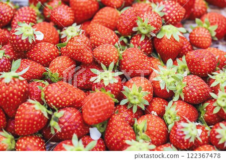 Red strawberry fruit House strawberry strawberry picking Yamamoto Town, Miyagi Prefecture 122367478