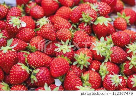 Red strawberry fruit House strawberry strawberry picking Yamamoto Town, Miyagi Prefecture 122367479