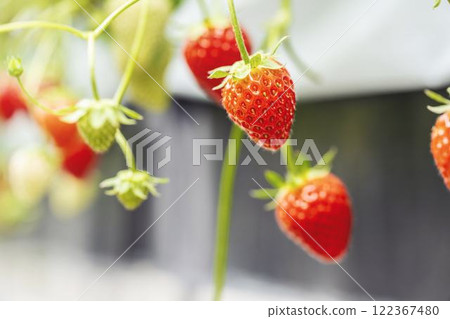 Red strawberry fruit House strawberry strawberry picking Yamamoto Town, Miyagi Prefecture 122367480